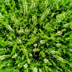 Šalvia hájna (Salvia nemorosa) ´SENSATION WHITE´ - kont. C1,5L